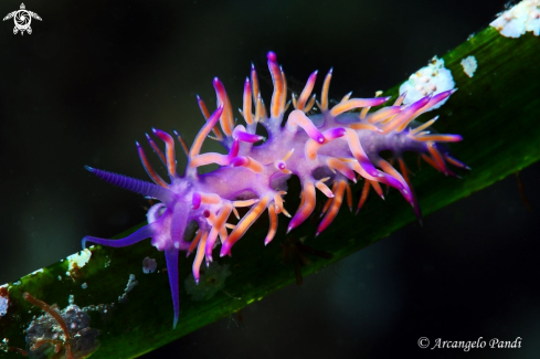 A Flabellina 