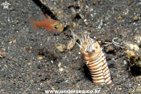 A bobbit worm