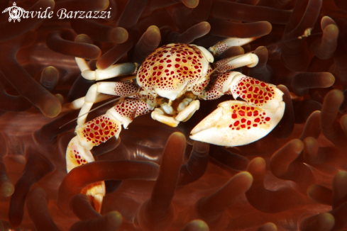 A Porcelain crab