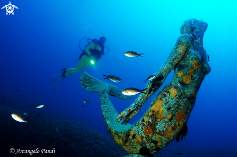 A Sirena Maiorca