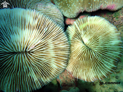 A Corail champignon