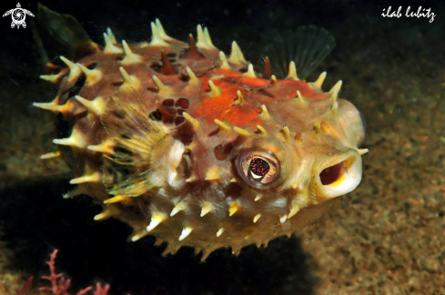 A reef fish  puffer
