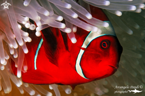 A Spinecheek Anemonefish, Premnas biaculeatus | Clownfish