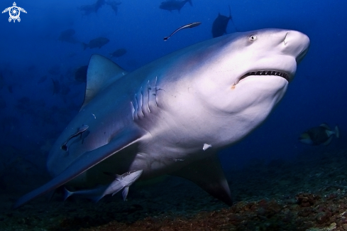 A Bullsharkdiving at Fiji