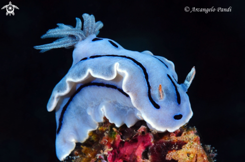 A Chromodoris Sea Slugs | Nudibranco