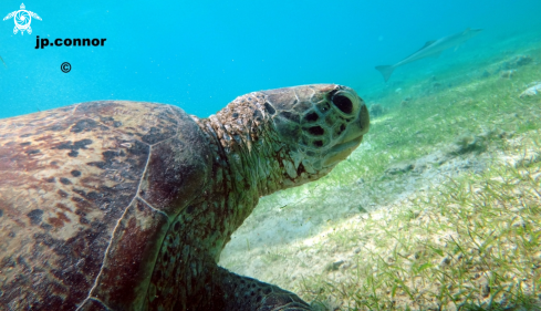 A Tortue Verte