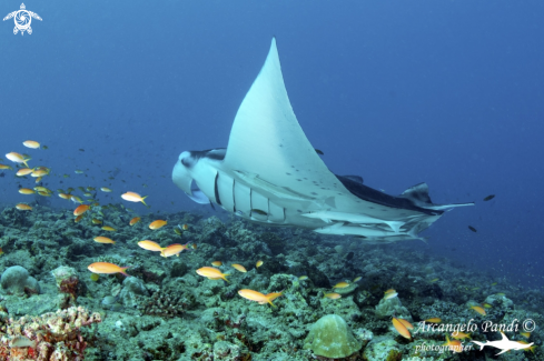 A Manta Birostris  | Manta