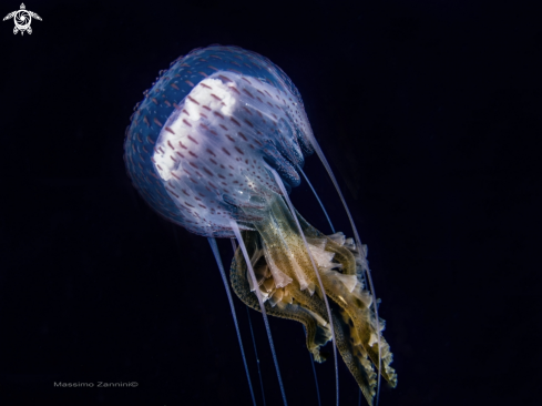 A Sea Wasp 