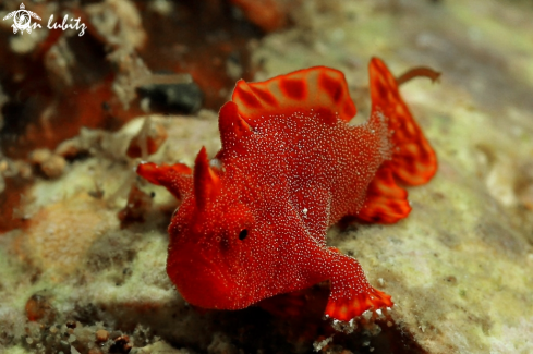 A frogfish