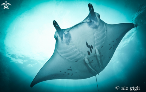 A manta