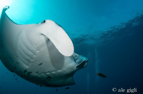 A manta