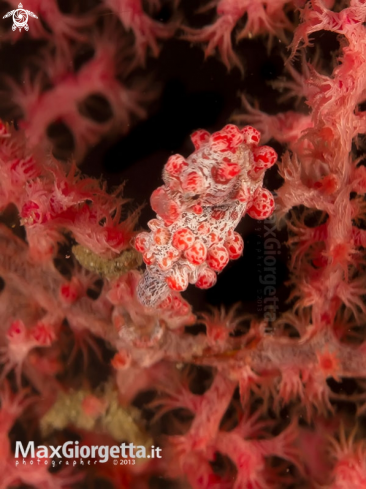 A Bargibanti pigmy sea horse