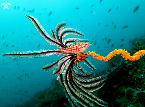 A Oxycirrhites typus | Longnose Hawkfish