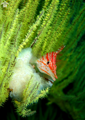 A Longnose Hawkfish