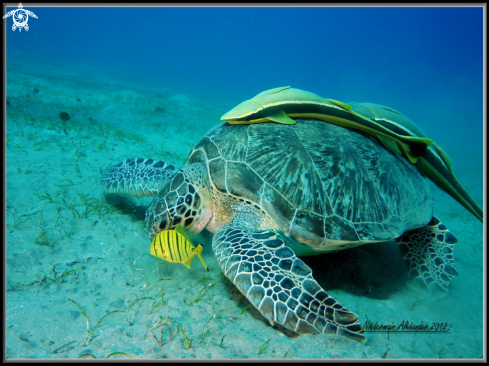 A underwater creature