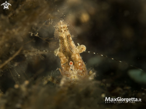 A Saron spp | Marble shrimp