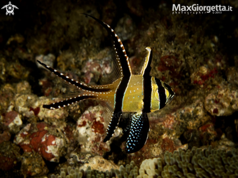 A Banggai Cardinalfish