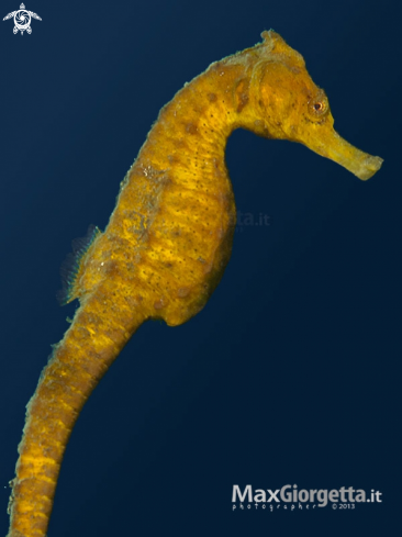 A yellow sea horse