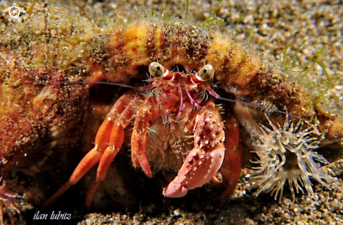 A hermit crab