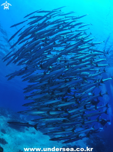 A barracuda