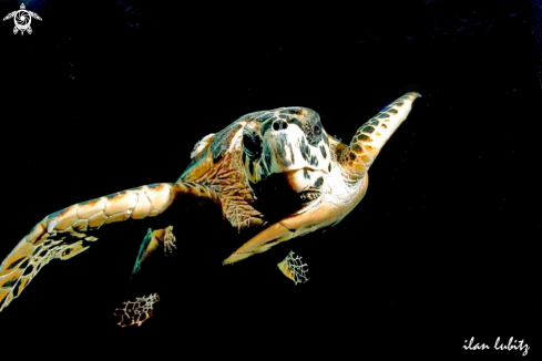 A Sea Turtle