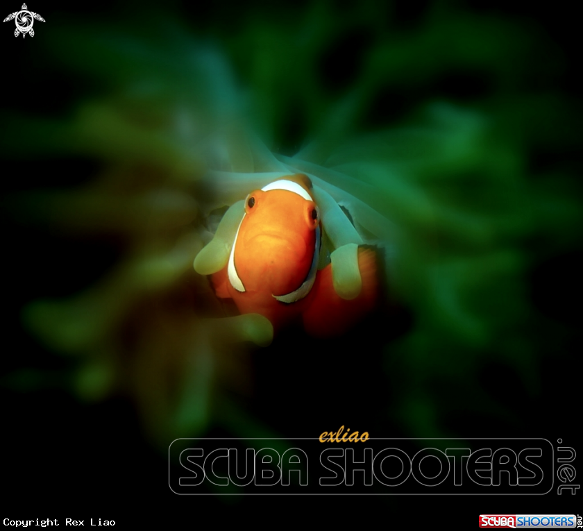 A Anemone Fish
