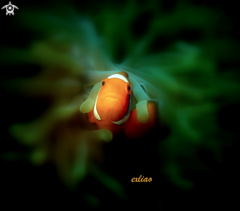 A Anemone Fish