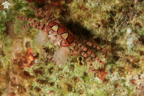 A Lybia tesselata | Boxer Crab