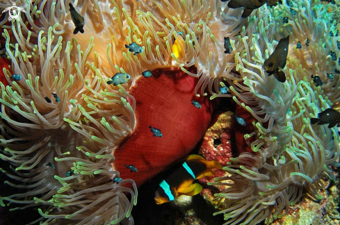 A Sea Anemone and Nemo