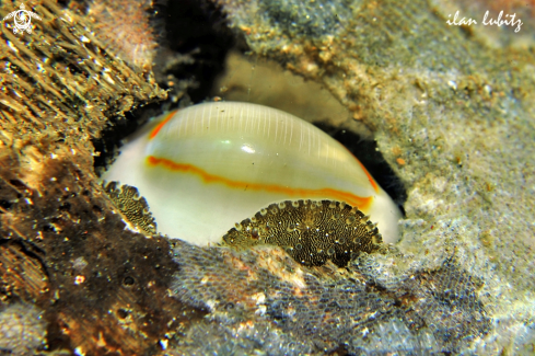 A Cypraea 