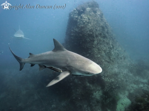 A Bull Shark