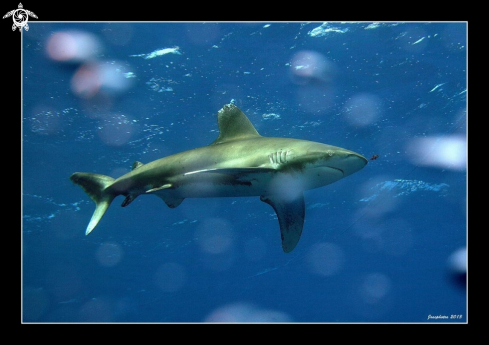 A Oceanic white tip