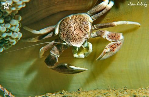 A crab