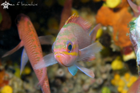 A Anthias anthias | Castagnola rossa