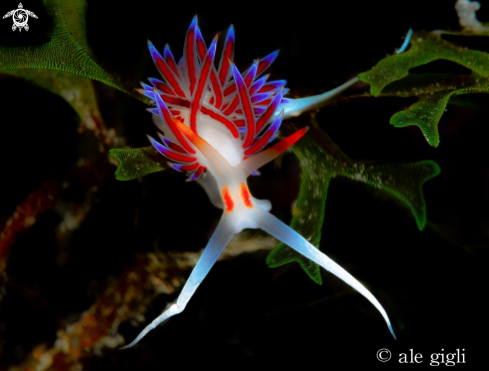 A NUDIBRANCO