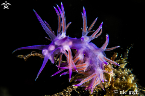 A flabellina