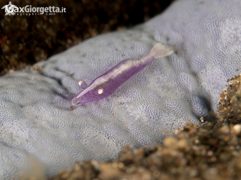 A star shrimp - Periclimenes soror 