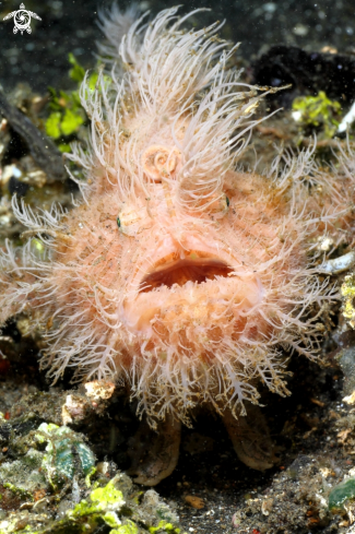 A Frogfish Hair