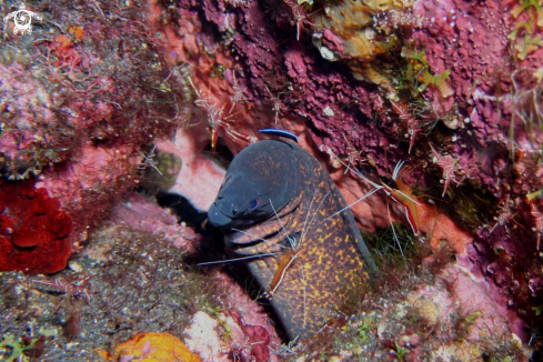 A Yellow moray