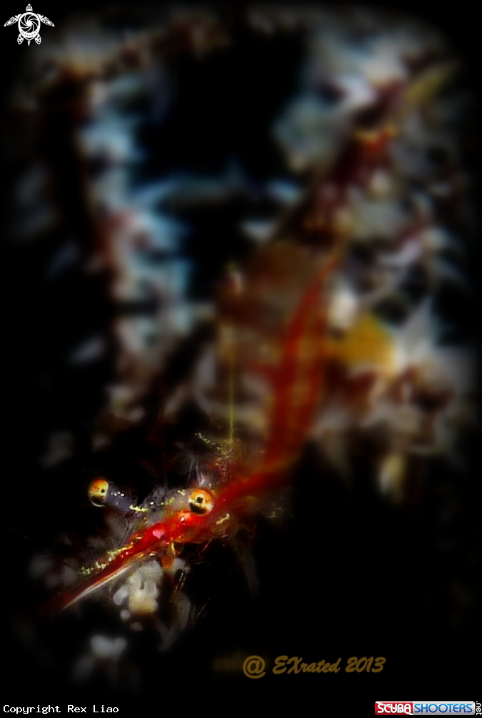 A Translucent Gorgonian Shrimp