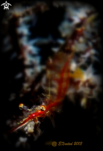 A Manipontonia psamathe | Translucent Gorgonian Shrimp