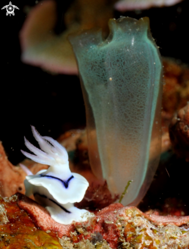 A Nudibranch