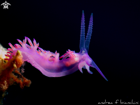 A Nudibranch