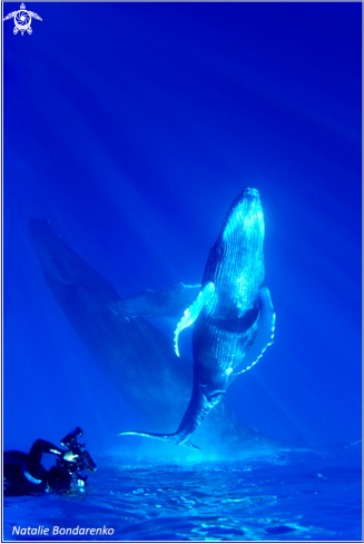 A Humpback whales