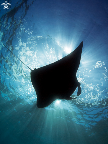 A Manta ray