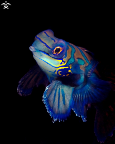 A Mandarinfish