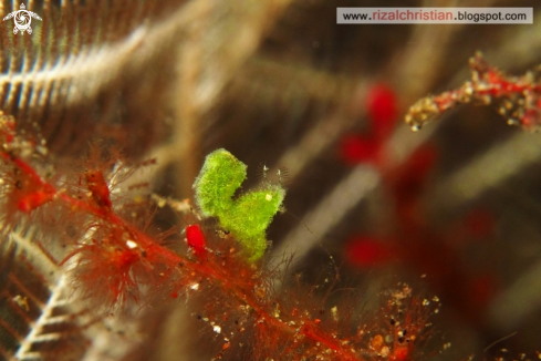 A Algae Shrimp