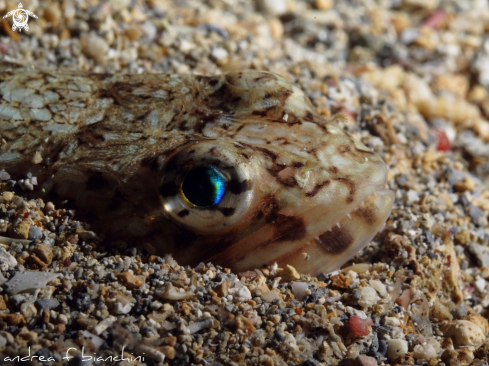 A Pesce lucertola