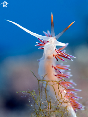 A Nudibranch