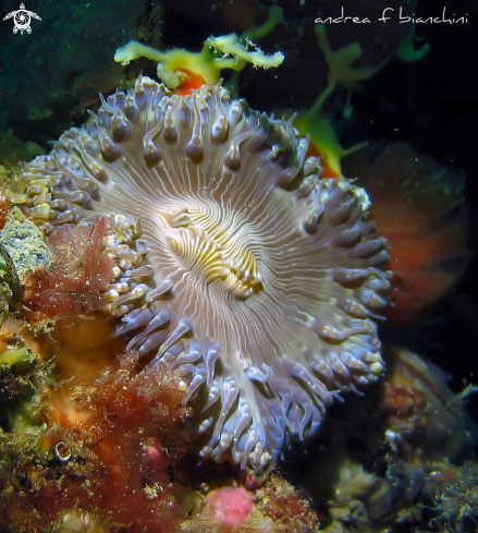 A Anemone